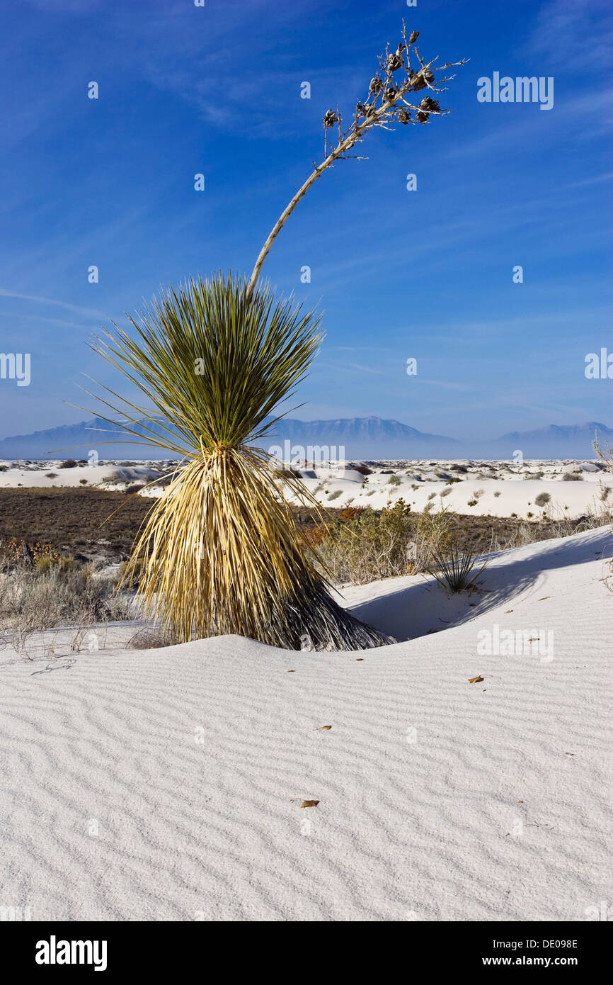 Soaptree Yucca (Yucca elata) in dunes, White Sands National Monument ...