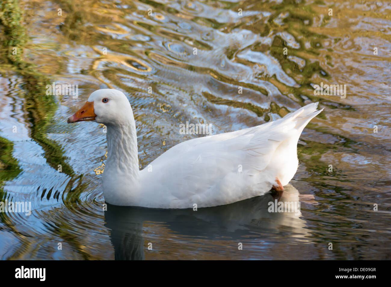 A young goose swimming in an English lake Stock Photo