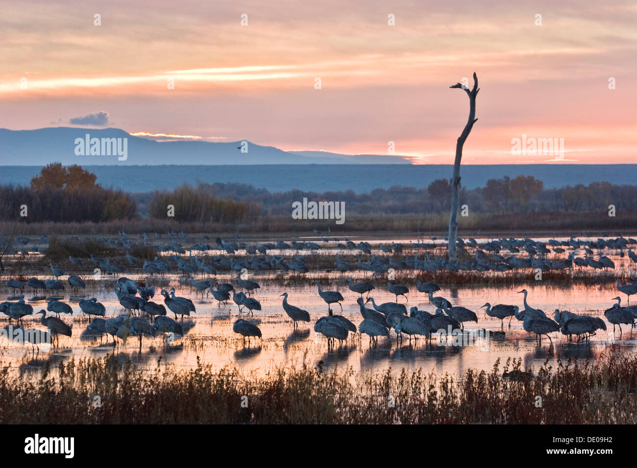 Sandhill Cranes (Grus canadensis) at sunrise, dawn, Bosque del Apache Wildlife Refuge, New Mexico, North America, USA Stock Photo