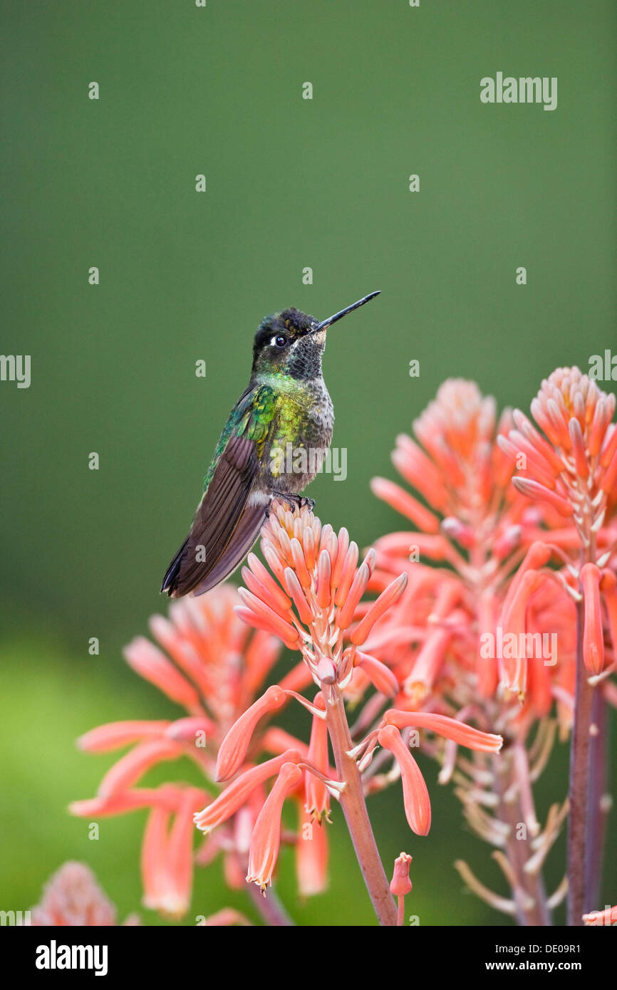 Magnificent Hummingbird (Eugenes fulgens), male sitting on red flower, Cerro de la Muerte, Costa Rica, Central America Stock Photo
