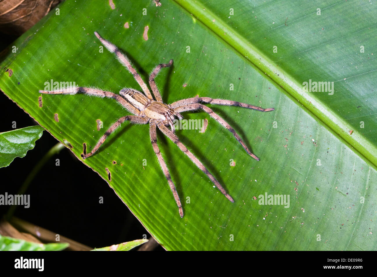 Spiders of Costa Rica - Tropical Ecology