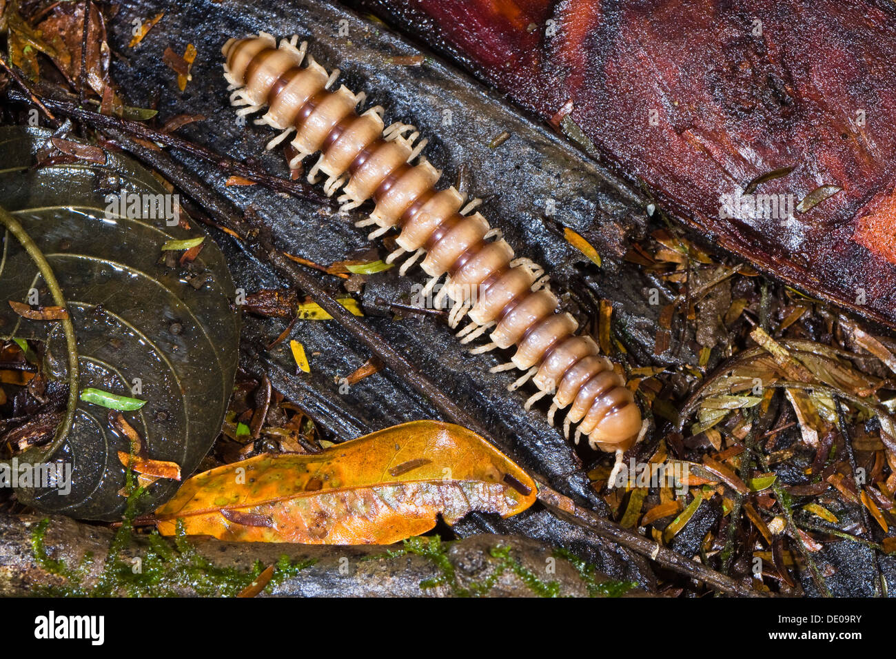 Millipede (Myriapoda) in the lowland rainforest of Braulio-Carrillo National Park, Costa Rica, Central America Stock Photo