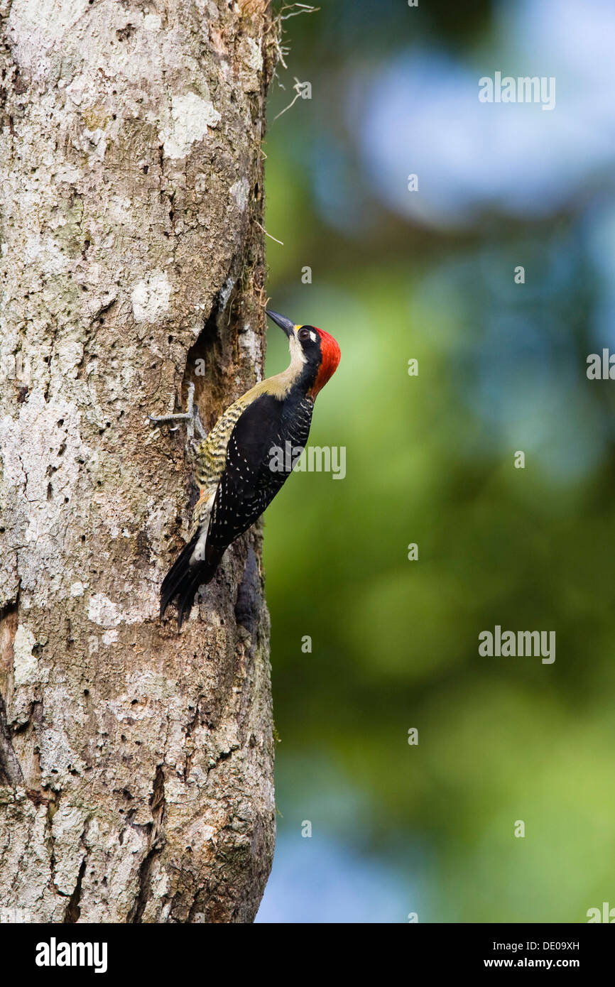 Black-cheeked Woodpecker (Melanerpes pucherani), male, Braulio Carrillo National Park, Costa Rica, Central America Stock Photo
