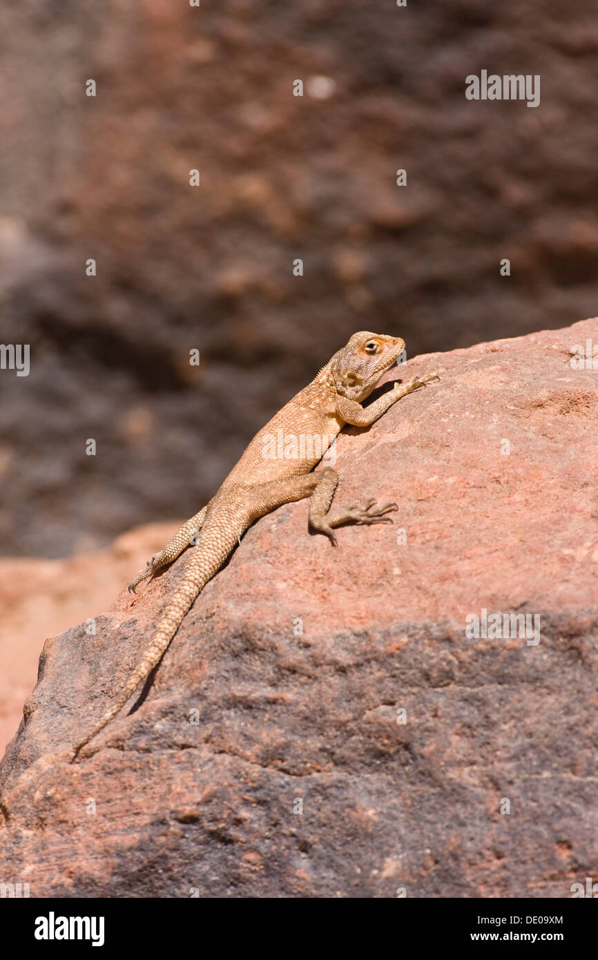 Lizard in the Wadi Mathendous, Wadi Barjuj, stone desert, Libya, Sahara