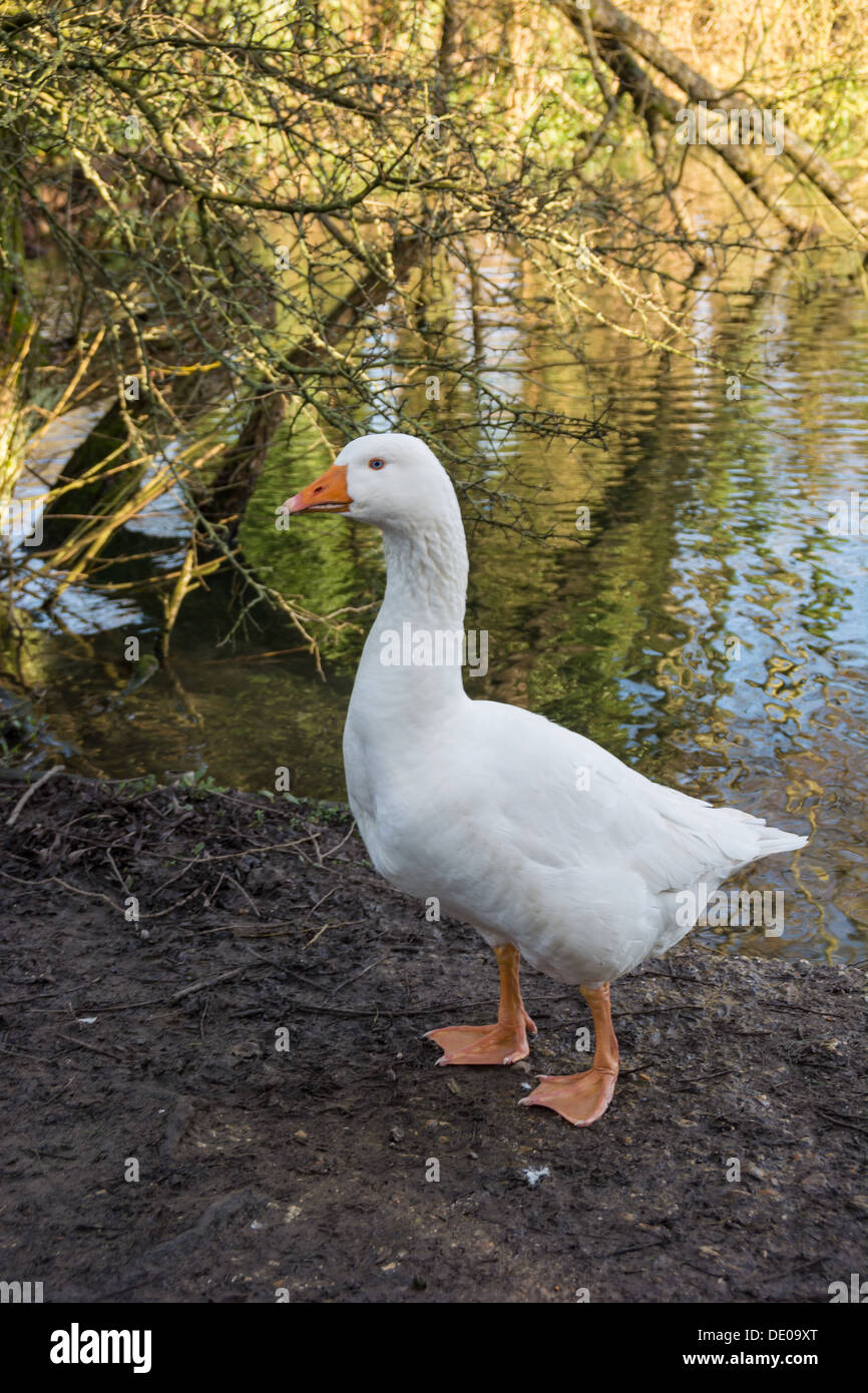 White goose with webbed feet by the waters edge. Stock Photo