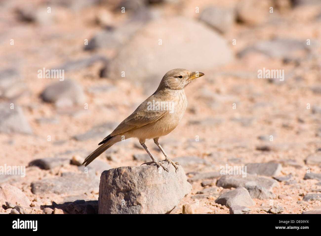 Desert Lark (Ammomanes deserti whitakeri), Libya, Sahara, North Africa, Africa Stock Photo