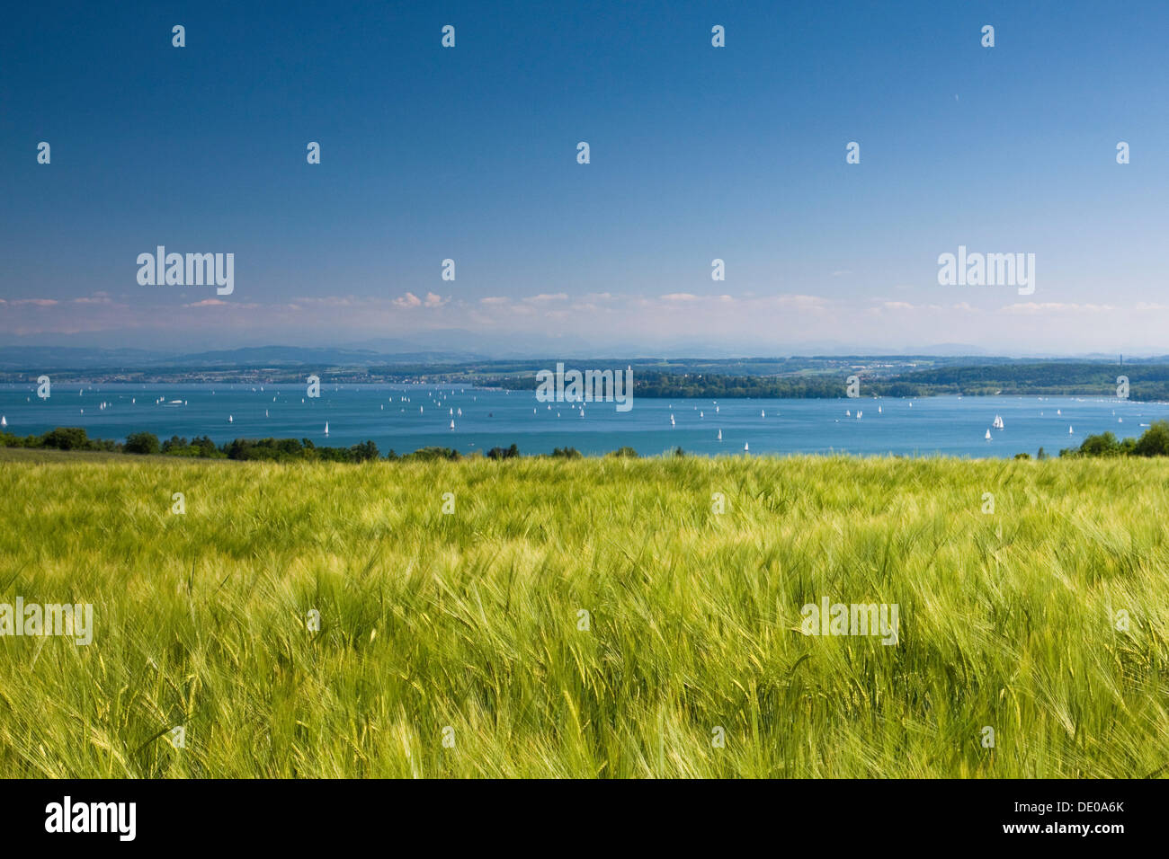 Barley field at Lake Constance with a clear blue sky, Baden-Wuerttemberg Stock Photo