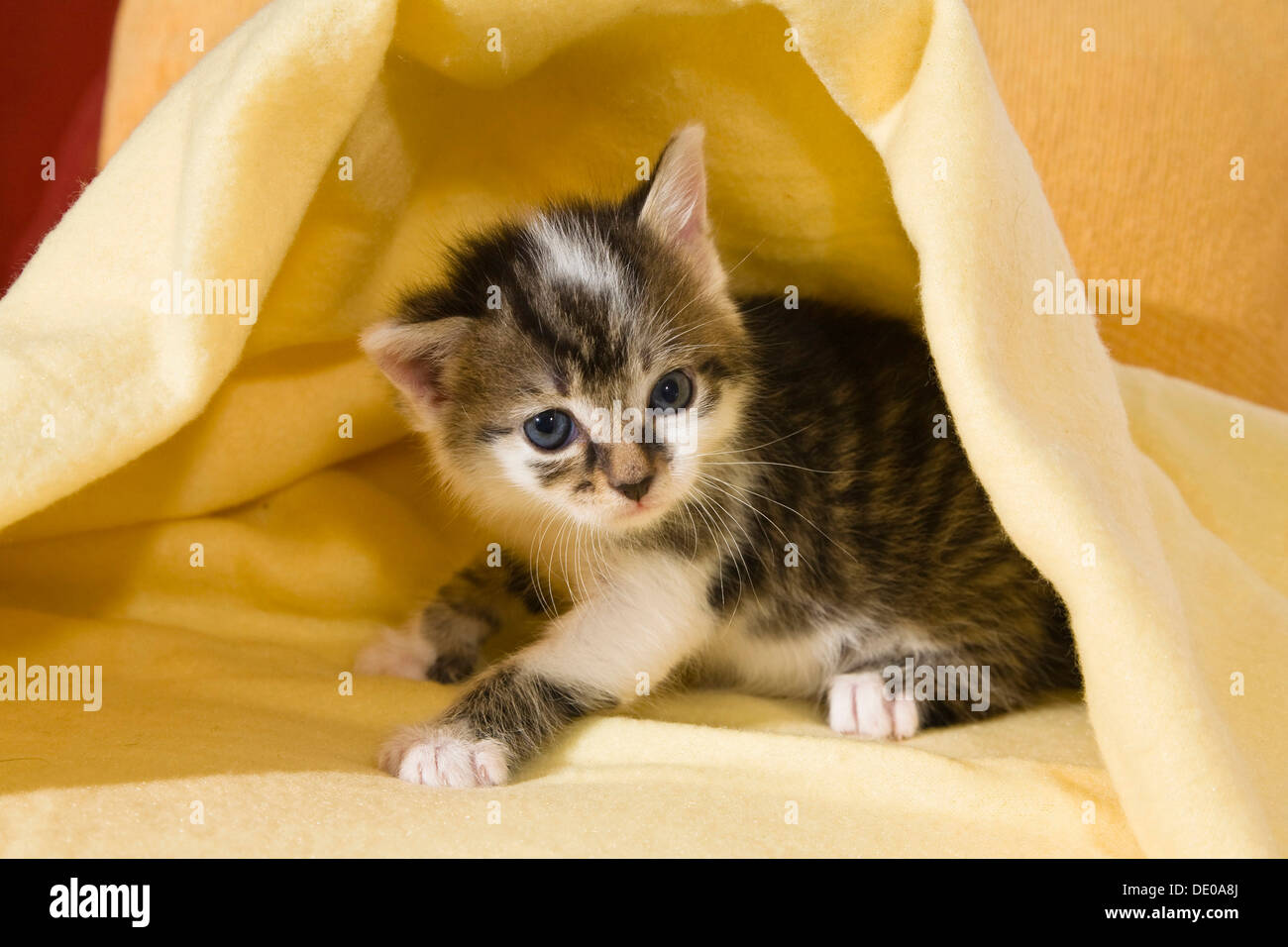 Kitten under a blanket Stock Photo