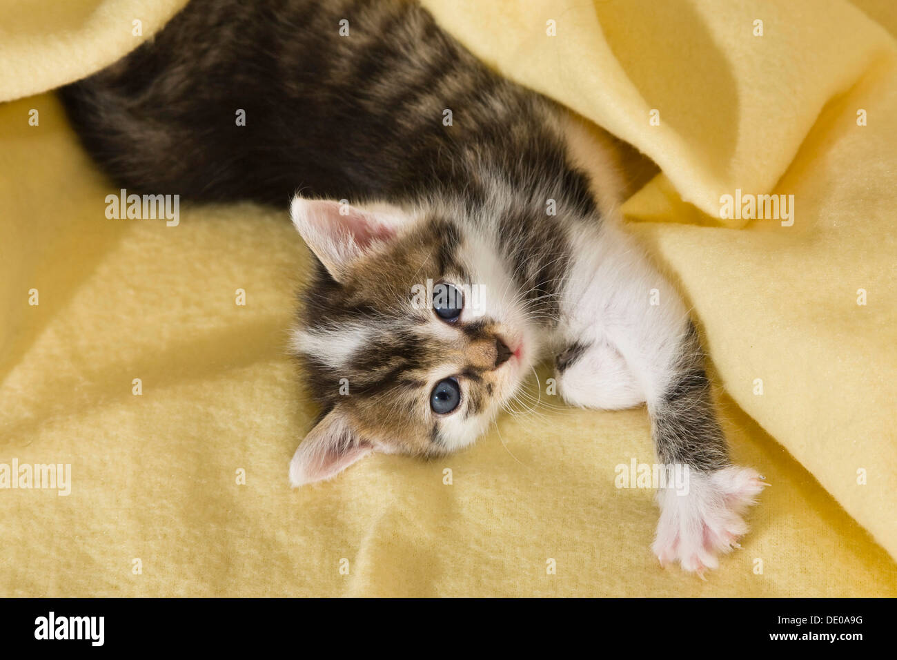 Kitten stretching Stock Photo