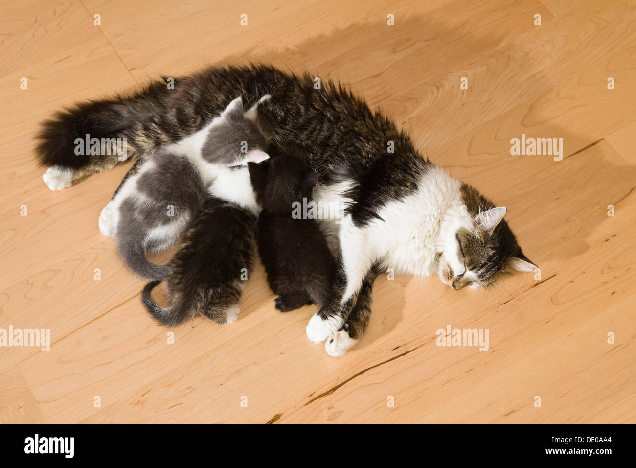 Cat nursing three kittens Stock Photo Alamy