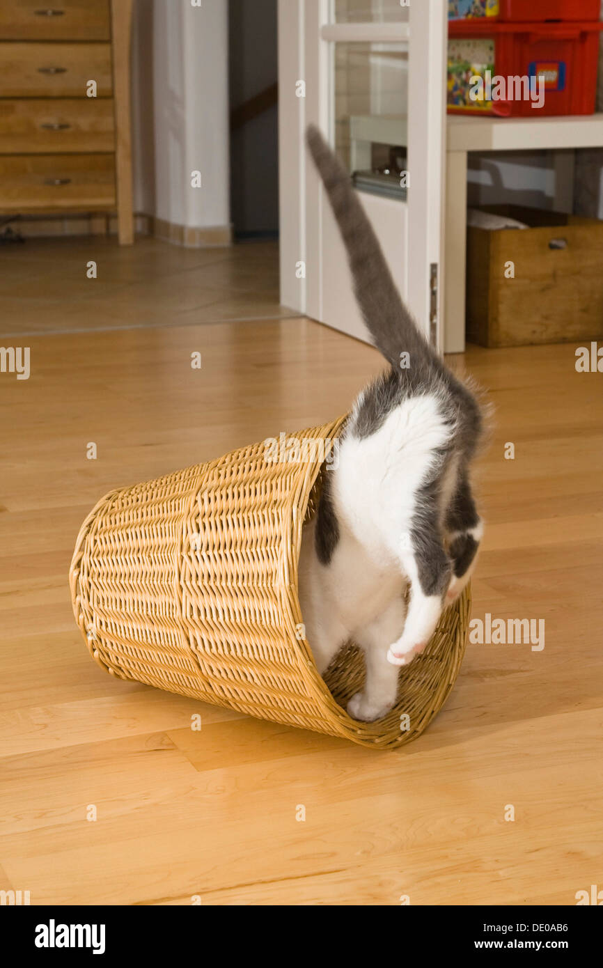 Kitten playing, jumping into wastepaper basket Stock Photo