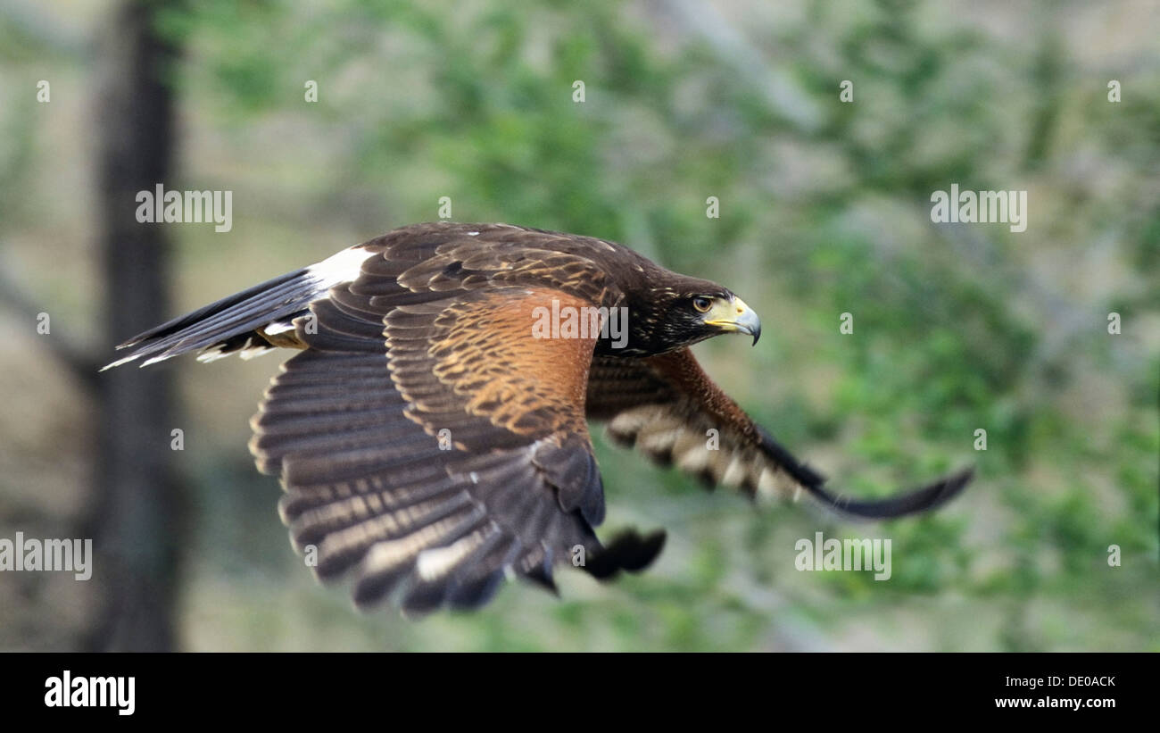 Harris's Hawk (Parabuteo unicinctus) in flight Stock Photo