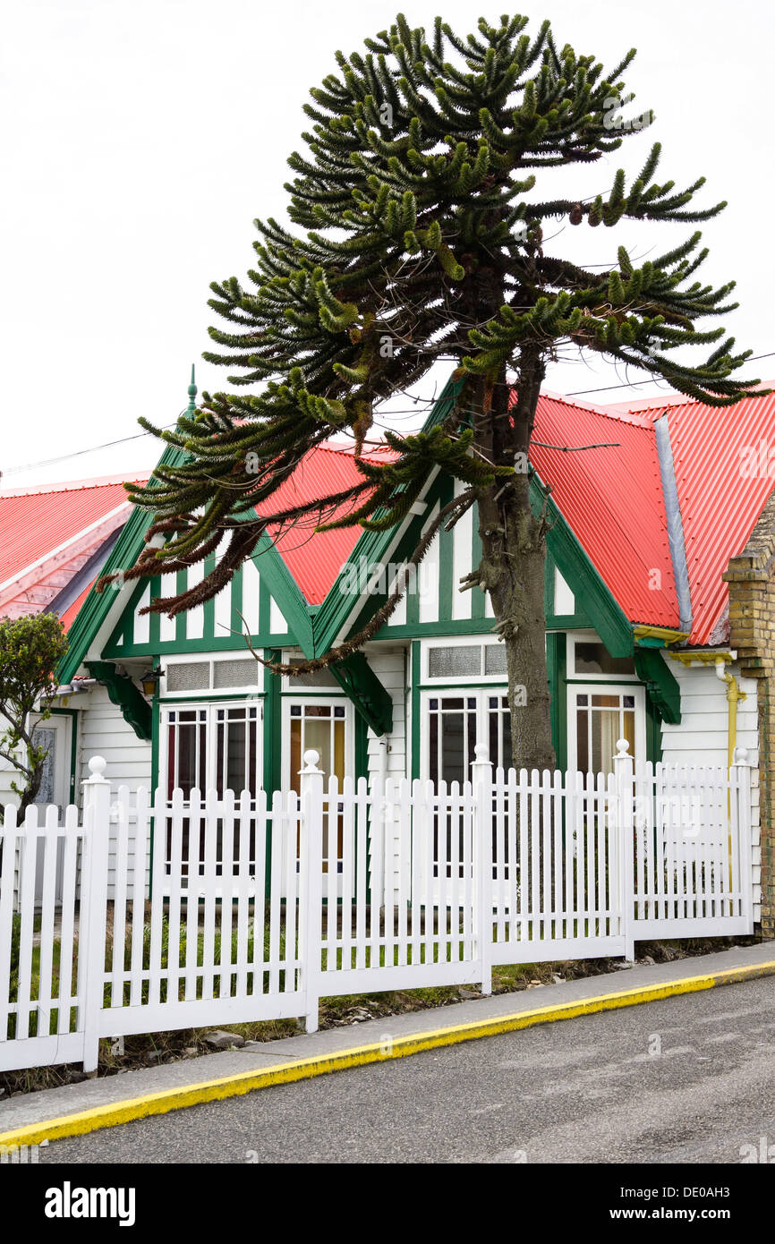 Typical house with an Araucaria, Port Stanley, capital of the Falkland Islands, East Falkland, Malvinas Islands Stock Photo