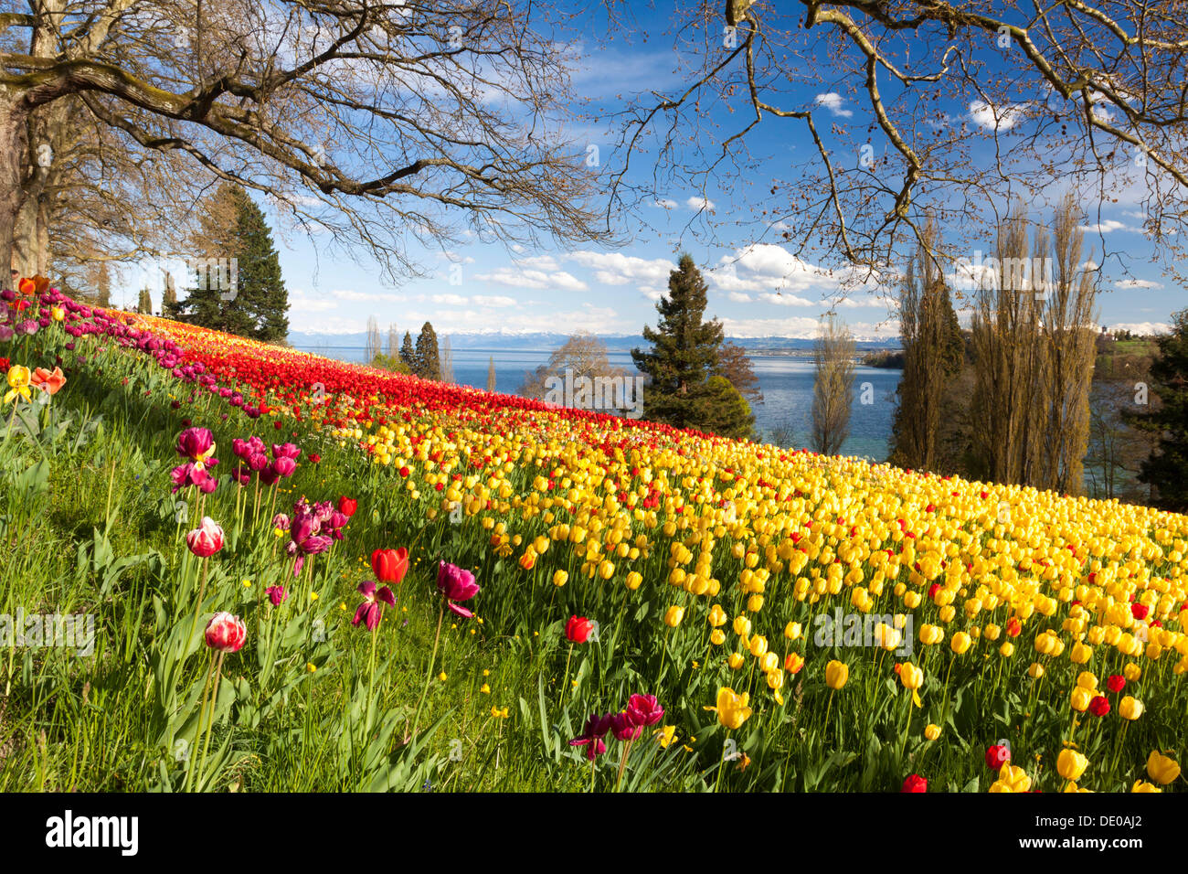 Sea of Tulips on the island of Mainau in Lake Constance with a view towards the snow-covered Alps, Baden-Wuerttemberg Stock Photo