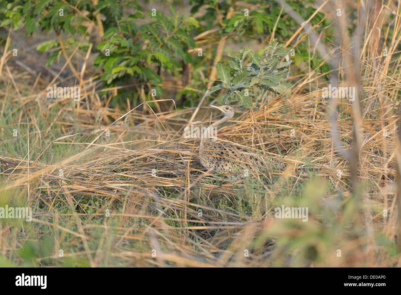 Black-bellied Bustard (Eupodotis melanogaster - Lissotis melanogaster) in tall grass Pendjari N P - Benin - West Africa Stock Photo