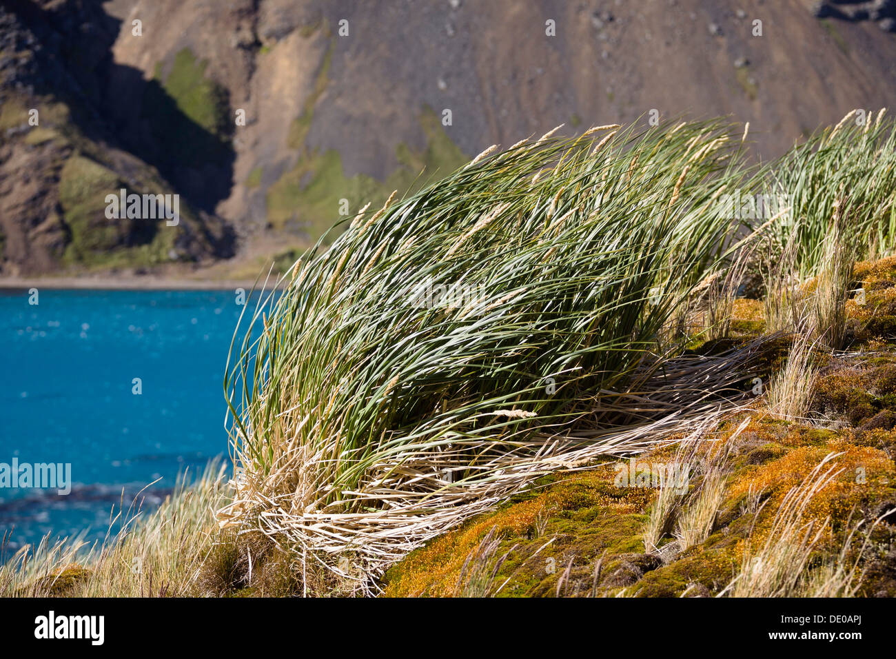 Tussock-grass, Grytviken, King Edward Cove, South Georgia, South Sandwich Islands, British Overseas Territory, Subantarctic Stock Photo