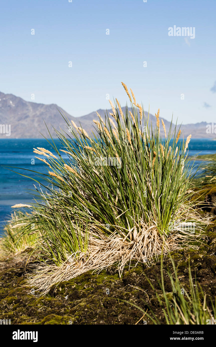 Tussock-grass, Grytviken, Cumberland East Bay, South Georgia, South Sandwich Islands, British Overseas Territory Stock Photo