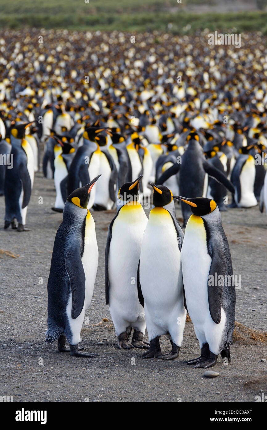 Breeding colony of King Penguins (Aptenodytes patagonicus), Gold Harbour, South Georgia, Subantarctic, Antarctica Stock Photo