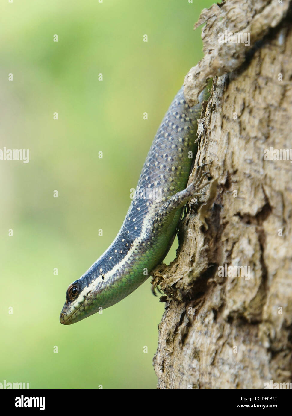 Apterygodon vittatum striped tree skink borneo endemic Stock Photo