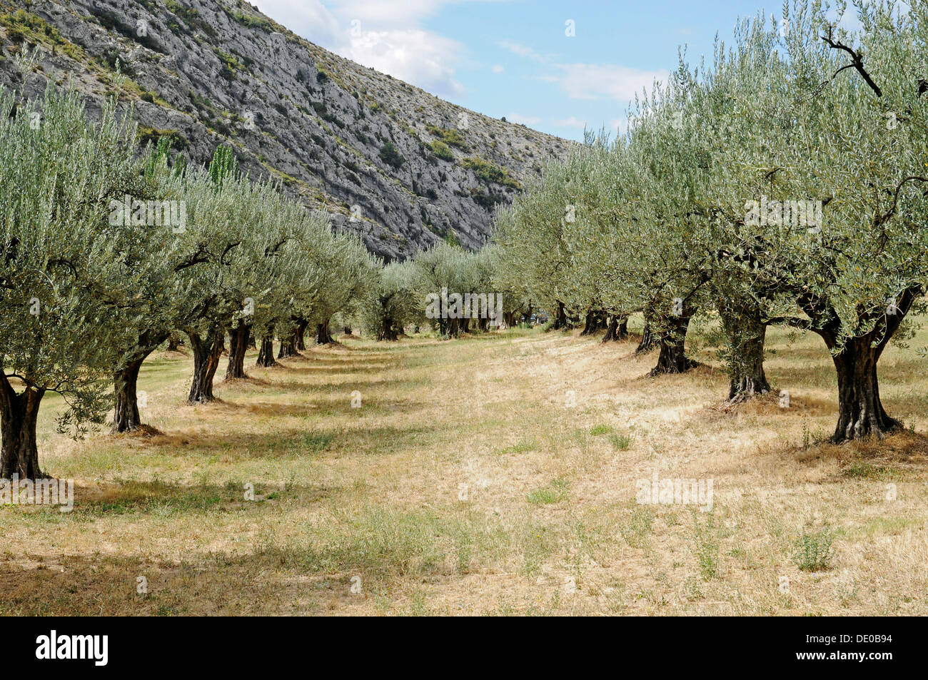 Olive Trees Spain High Resolution Stock Photography and Images Alamy