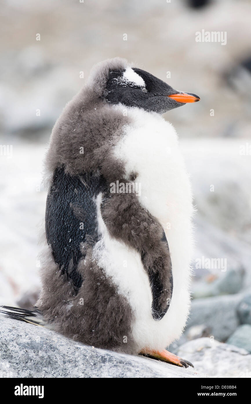 Young Gentoo Penguin (Pygoscelis papua), moulting, Antarctic Peninsula, Antarctica Stock Photo