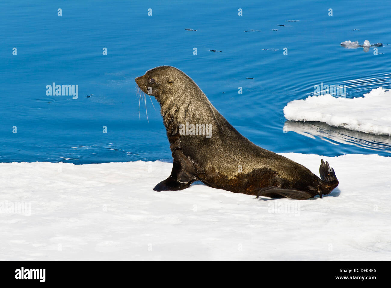 Antarctic Fur Seal (Arctocephalus gazella) on an icefloe, Antarctica Stock Photo