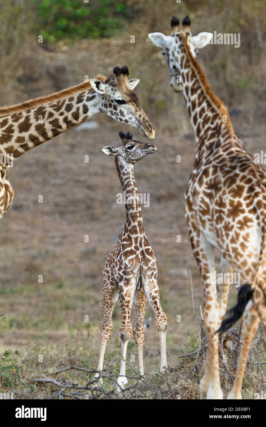 Masai giraffes (Giraffa camelopardalis) with young Stock Photo