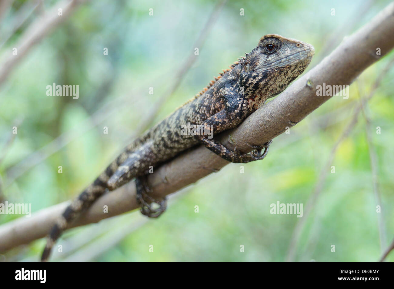 Calotes versicolor changeable lizard hong kong Stock Photo