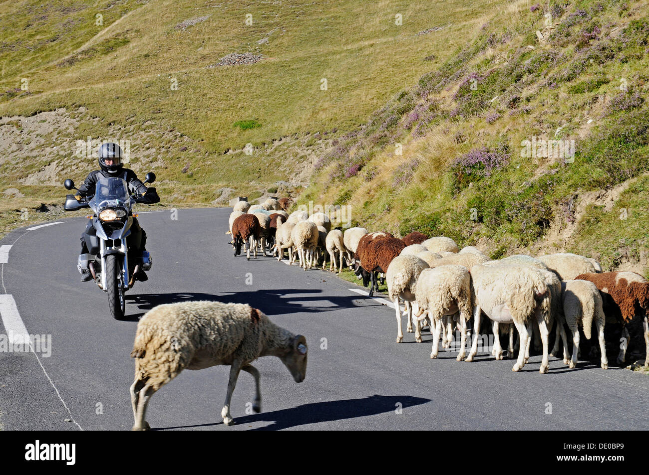 Motorcyclist driving on a road with sheep, Col du Tourmalet mountain pass road, mountains, Bareges, Midi-Pyrénées, Pyrenees Stock Photo