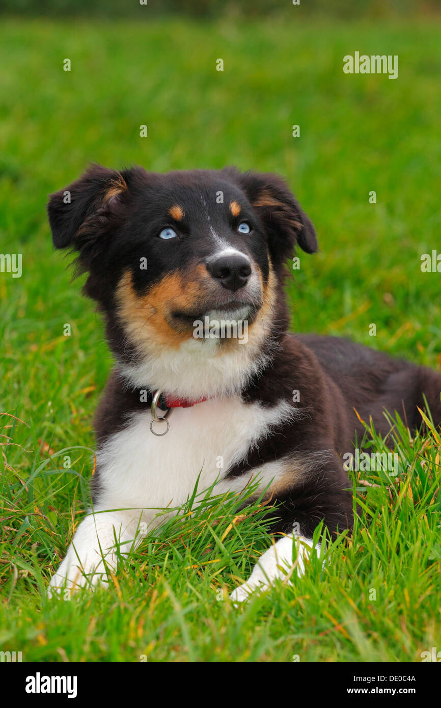 Australian Shepherd Black Tri puppy male with blue eyes Stock Photo Alamy