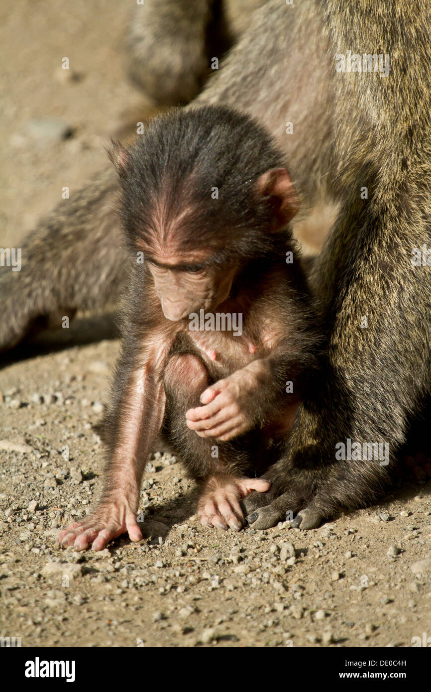 Baby Olive Baboon [Papio anubis], Lake Nakuru, Kenya Stock Photo - Alamy