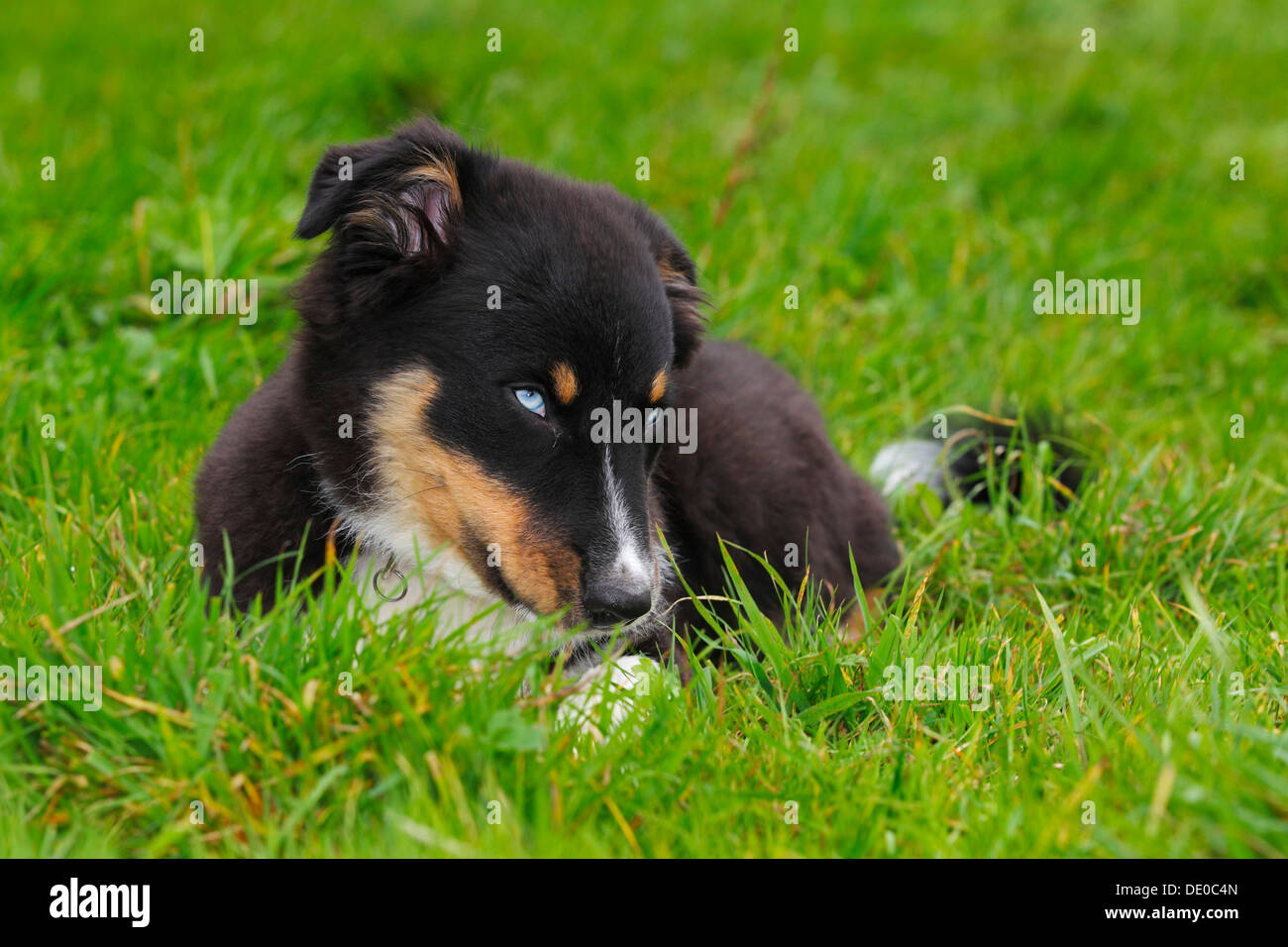 Australian Shepherd dog, black tricolor, puppy with blue eyes Stock Photo