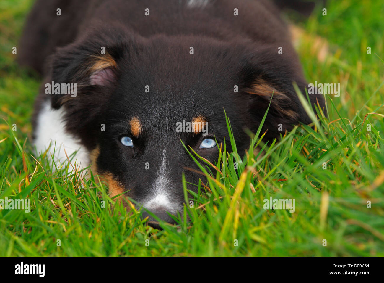 Black Tri Australian Shepherd, puppy, with blue eyes Stock Photo
