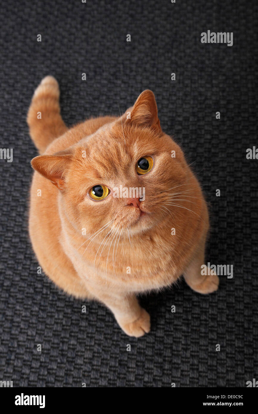 Ginger British Shorthair cat Stock Photo