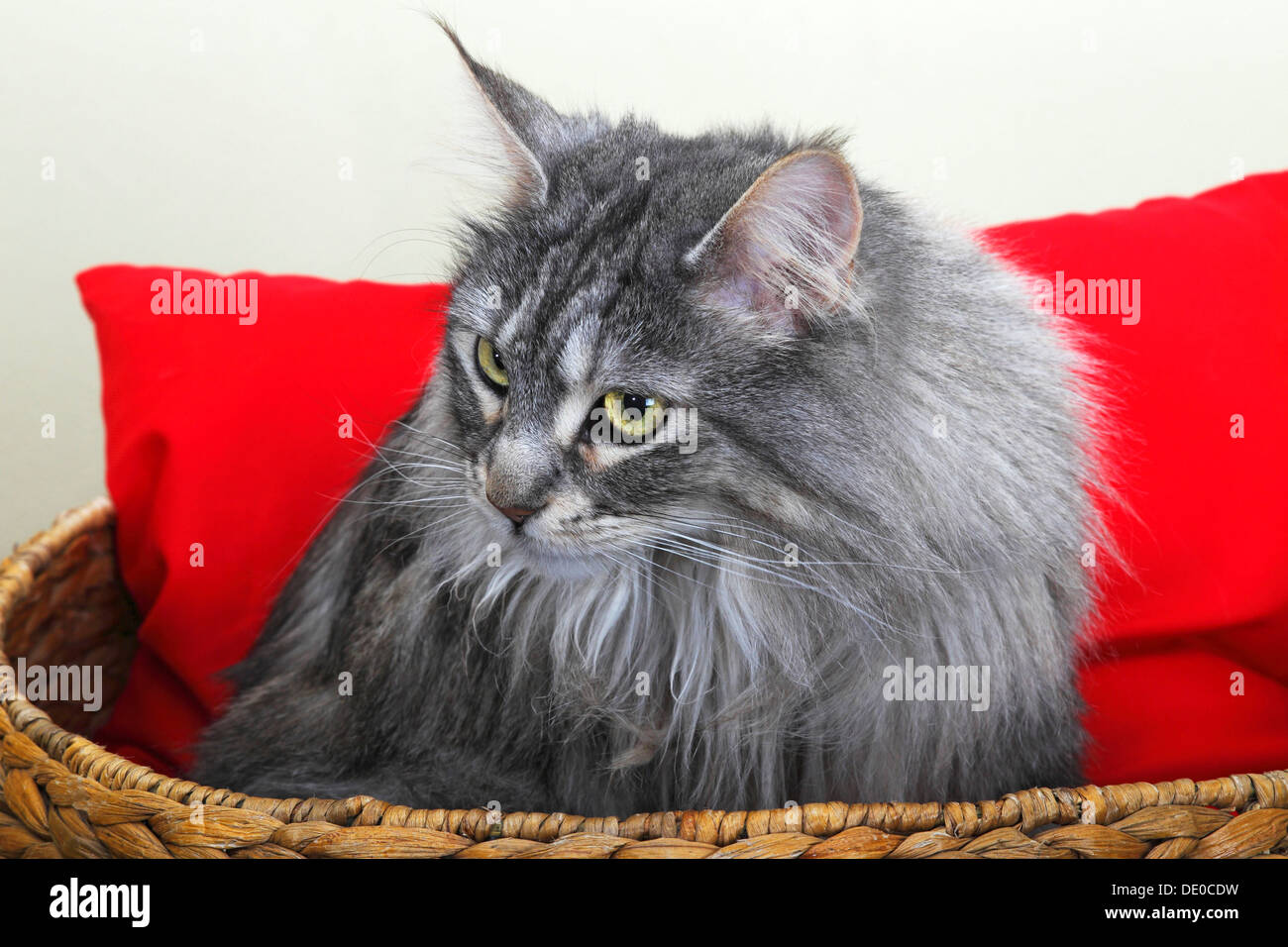 Maine Coon cat in a basket with a red cushion Stock Photo Alamy