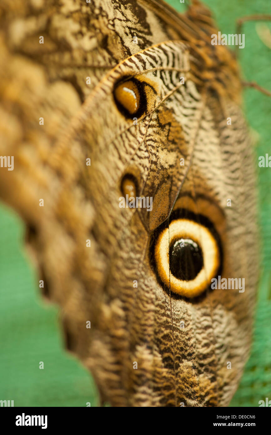 Animal wing patterns hi-res stock photography and images - Alamy