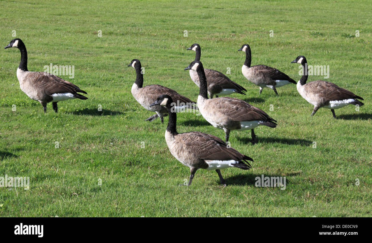 Ottawa geese hi-res stock photography and images - Alamy