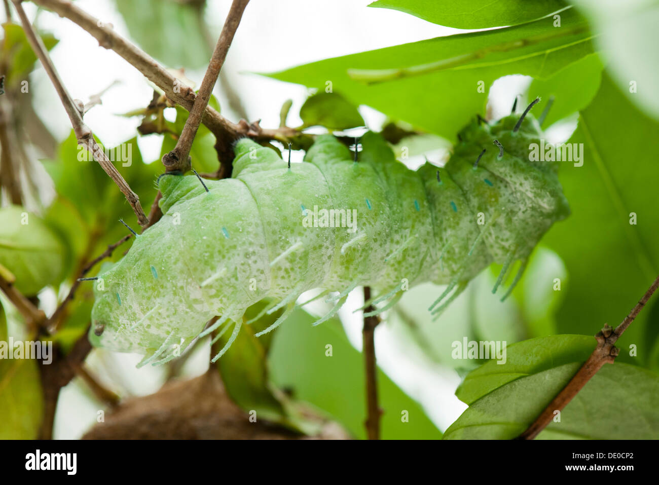 Caterpillar eating leaves Stock Photo
