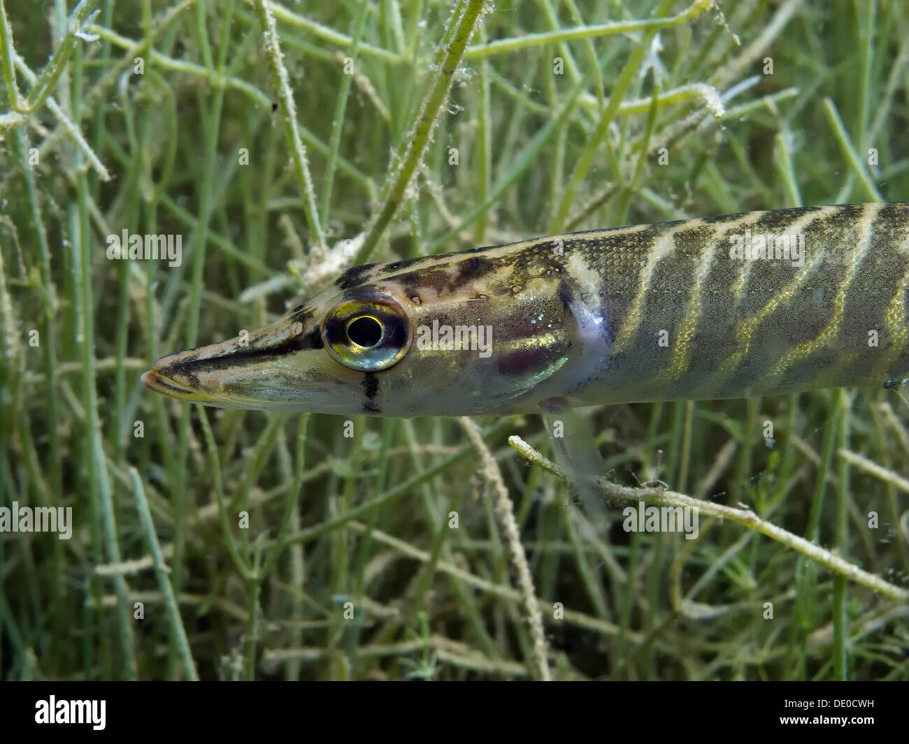 Northern pike (Esox lucius), juvenile, size about 14 cm, on the prowl in Helenesee lake, near Frankfurt Oder, Brandenburg Stock Photo