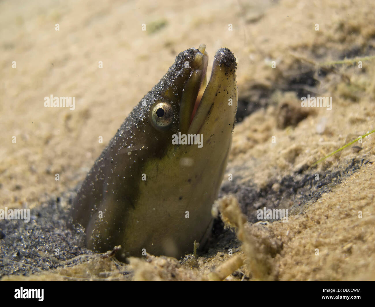 European eel (Anguilla anguilla) looking out of its sand hole, in lake Helenesee, near Frankfurt an der Oder, Brandenburg Stock Photo
