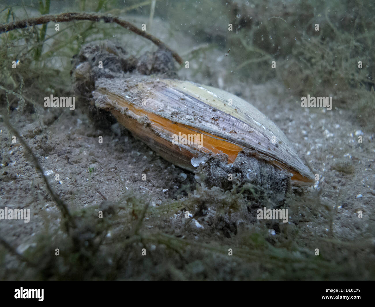 Swan mussel (Anodonta cygnea), Lake Carwitzer See near Thomsdorff, Brandenburg Stock Photo