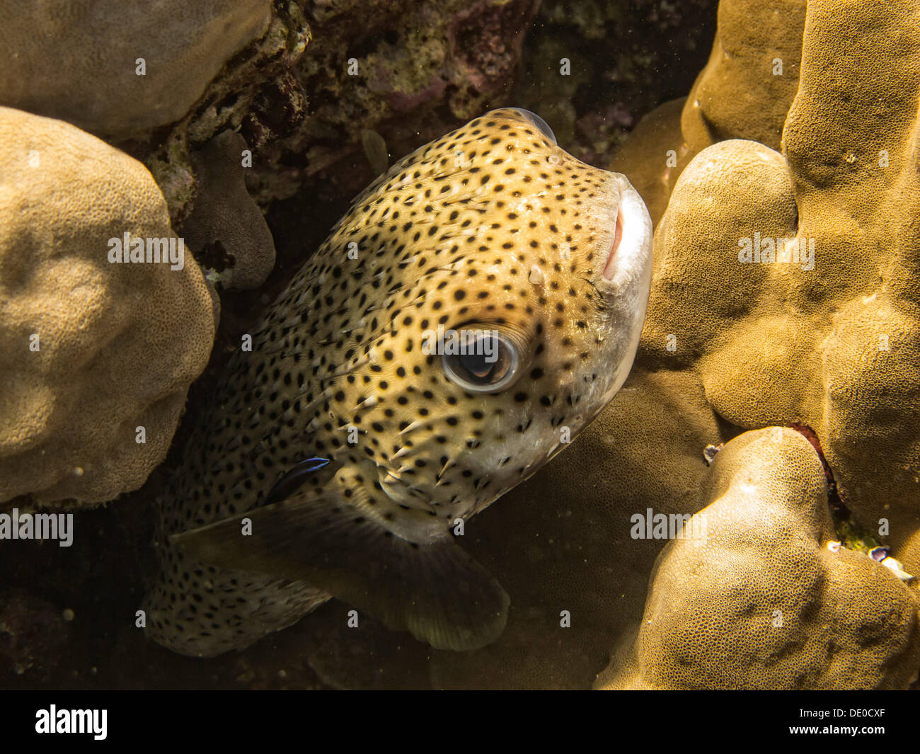 Spot-fin Porcupinefish (Diodon hystrix), Mangrove Bay, Red Sea, Egypt, Africa Stock Photo