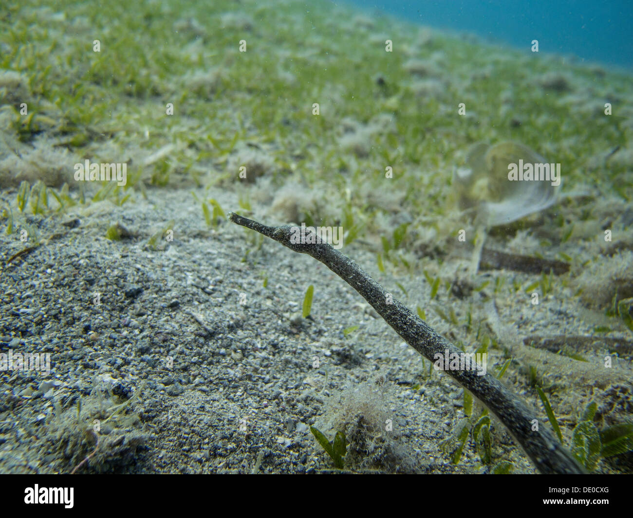 Double-ended Pipefish (Trachyrhamphus bicoarctatus), Mangrove Bay, Red Sea, Egypt, Africa Stock Photo
