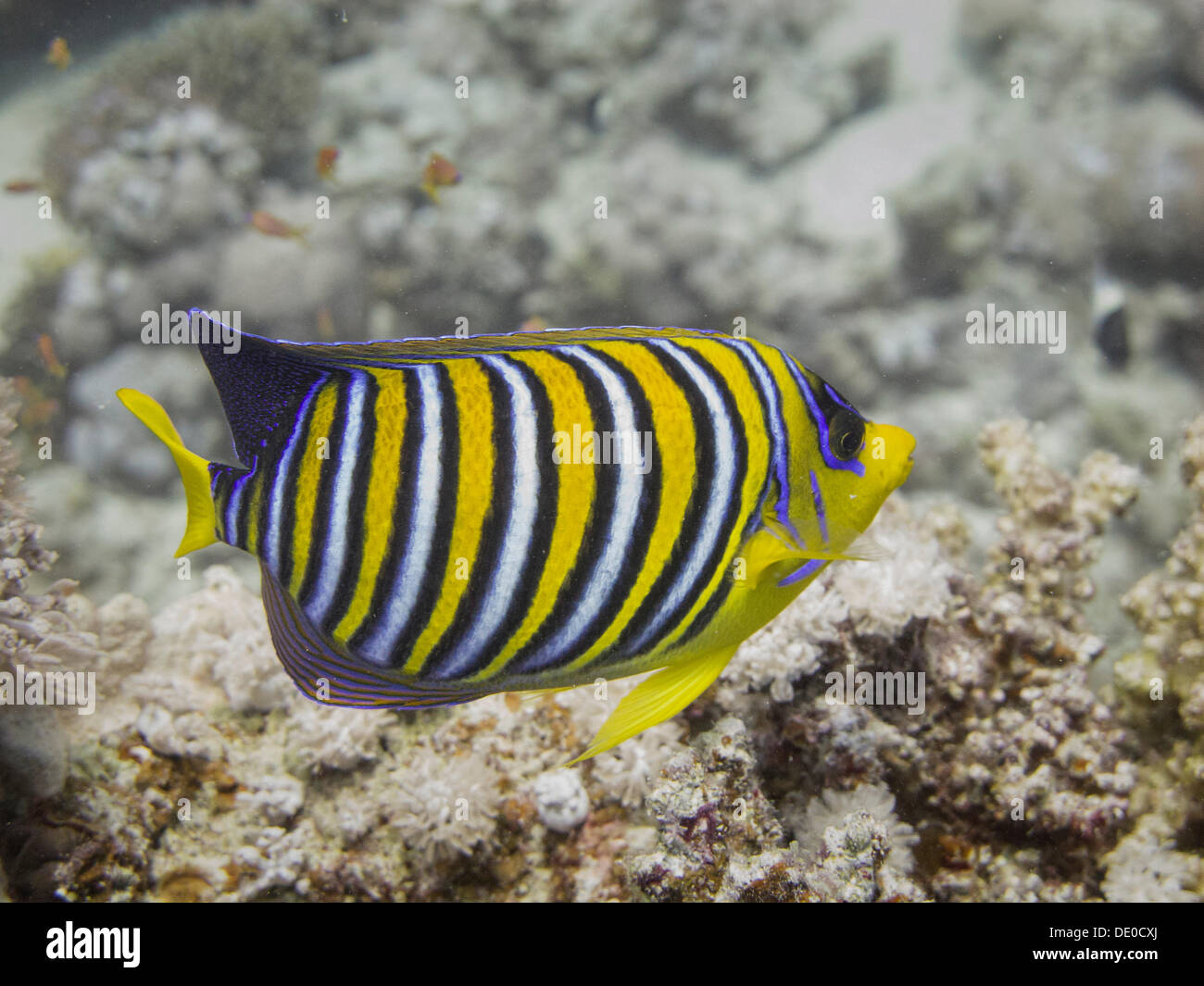 Regal Angelfish (Pygoplites diacanthus), Mangrove Bay, Red Sea, Egypt, Africa Stock Photo