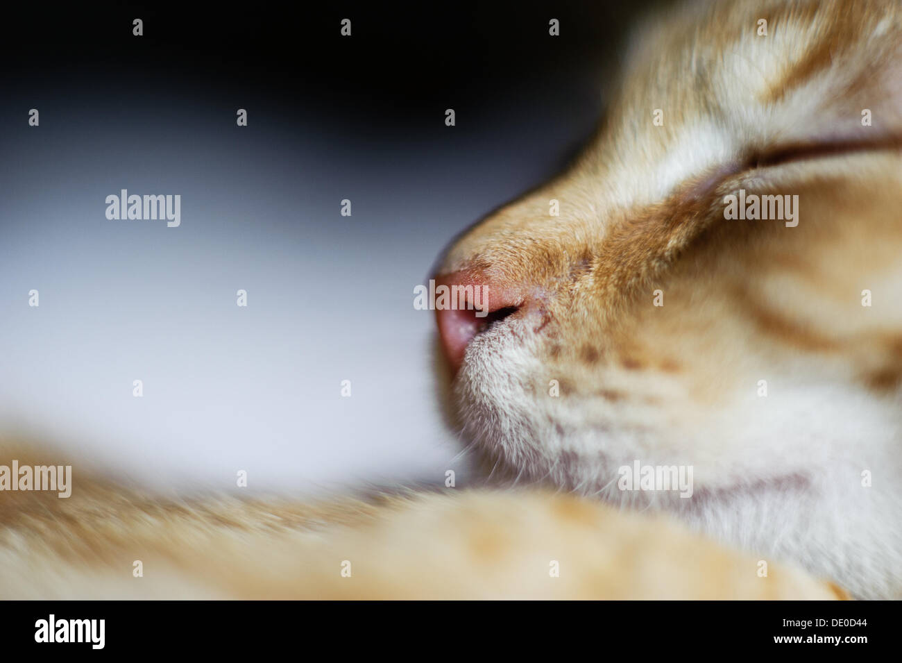 Cat nose side view hires stock photography and images Alamy