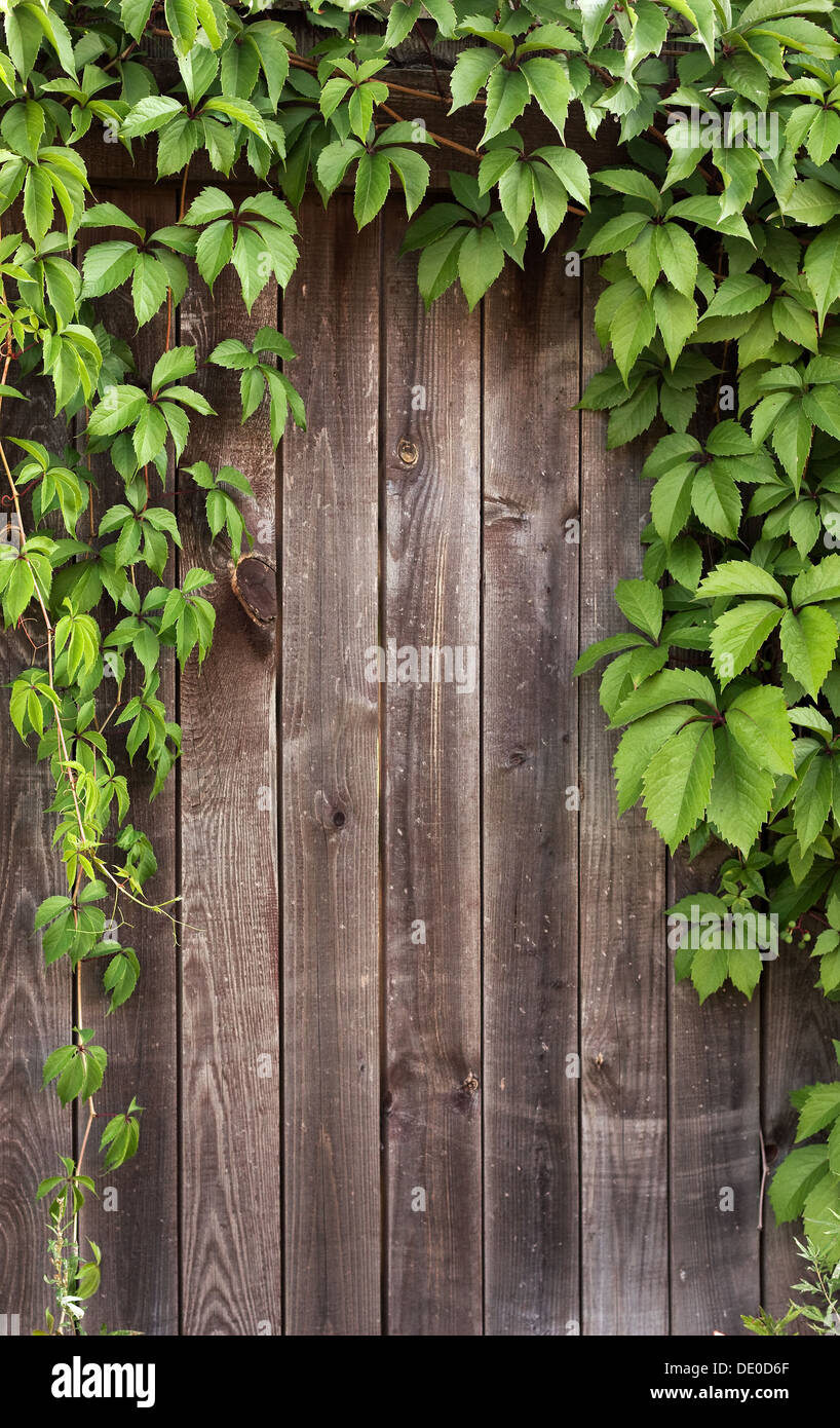 Wooden fence covered in natural ivy vines frame Stock Photo Alamy