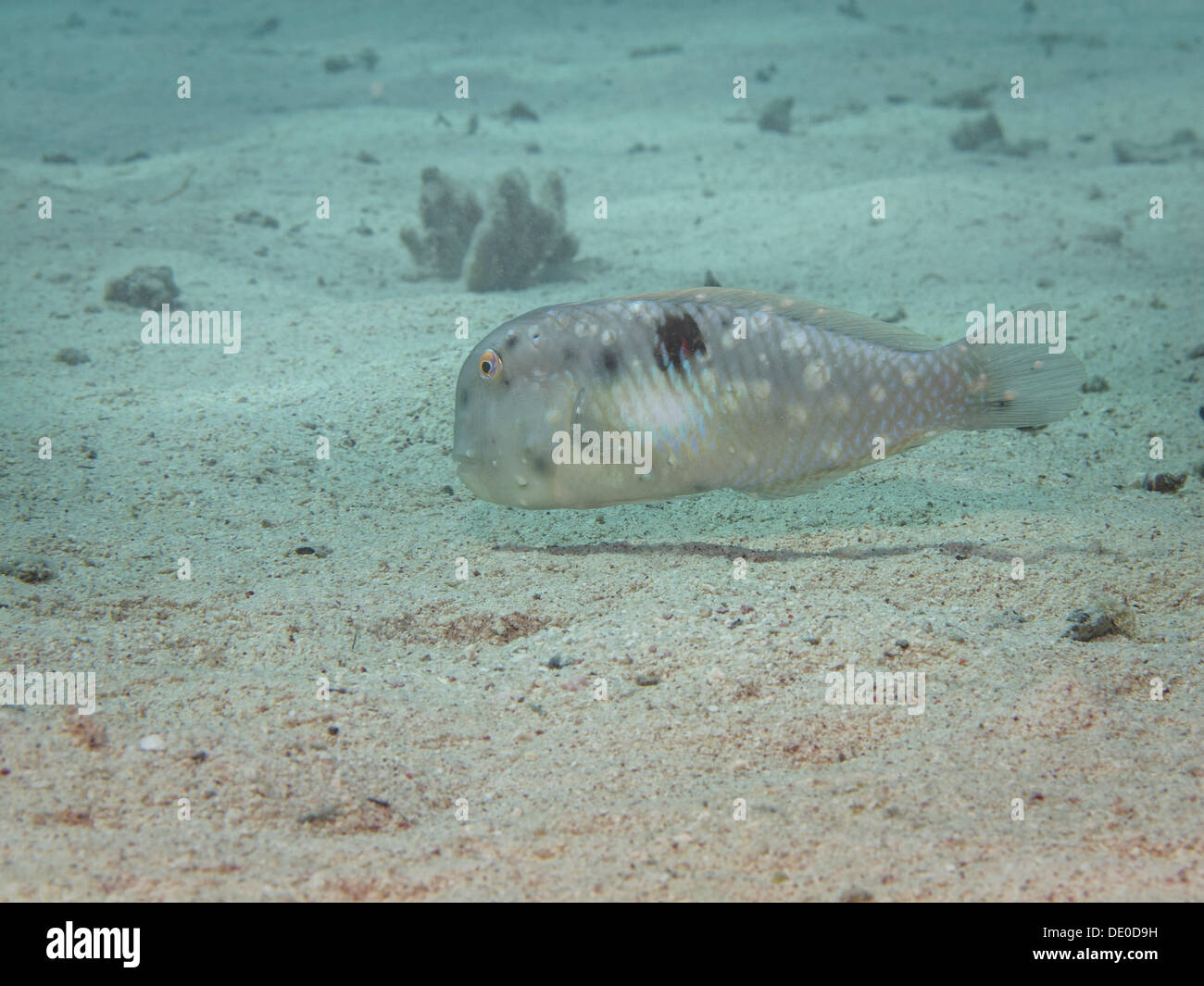 Fivefinger Razorfish or Fivefinger Wrasse (Xyrichtys pentadactylus), Mangrove Bay, Red Sea, Egypt, Africa Stock Photo