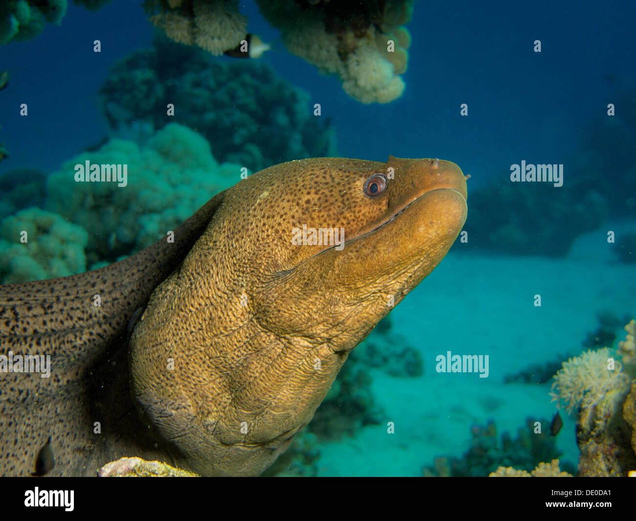Giant Moray (Gymnothorax javanicus), Mangrove Bay, Red Sea, Egypt, Africa Stock Photo