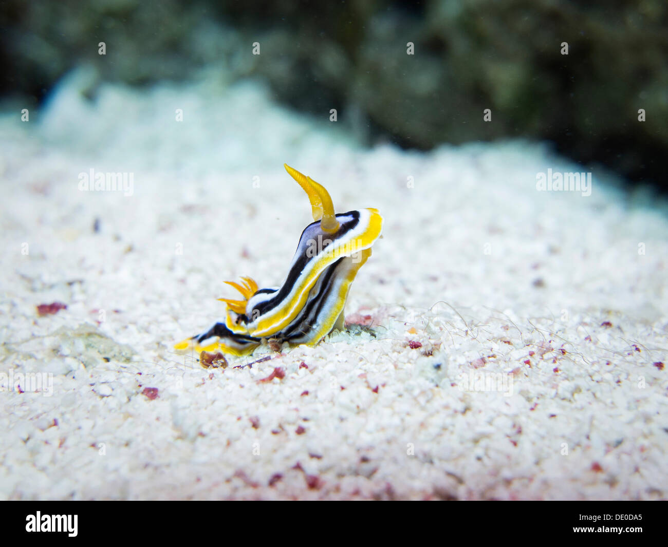 Pyjama Sea Slug (Chromodoris quadricolor), Mangrove Bay, Red Sea, Egypt, Africa Stock Photo