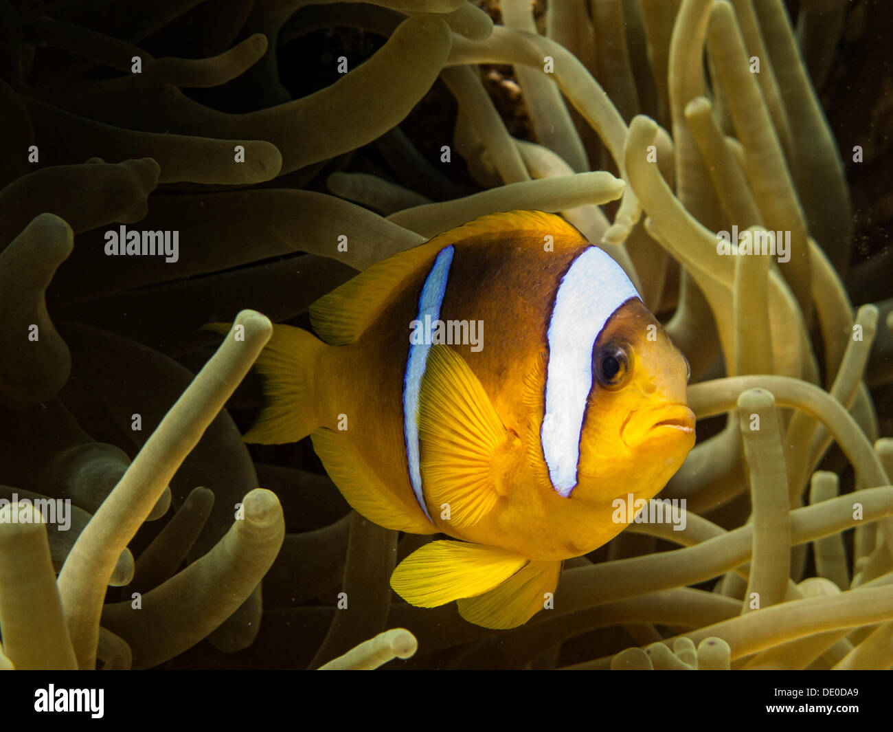 Red Sea Clownfish or Twoband Anemonefish (Amphiprion bicinctus), Mangrove Bay, Red Sea, Egypt, Africa Stock Photo